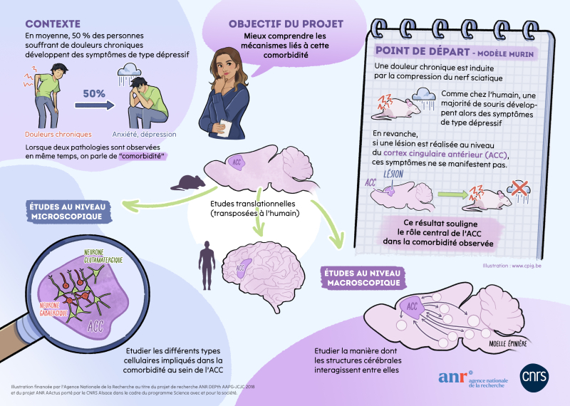 Dépression et douleurs chroniques © CpiG Carolina Leviçek pour le CNRS Alsace