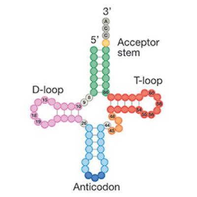 © Hummel, Pflieger, Berr & Drouard, 2026, The EMBO Journal (CC BY 4.0) — figure adaptée