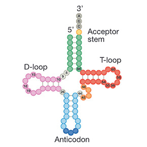 © Hummel, Pflieger, Berr & Drouard, 2026, The EMBO Journal (CC BY 4.0) — figure adaptée